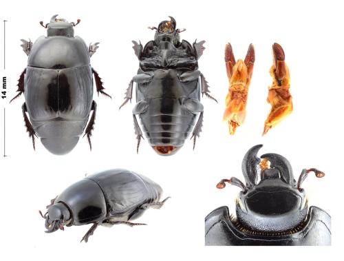 Margarinotus graecus orni